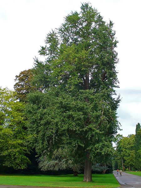 Взрослое дерево Гинкго билоба