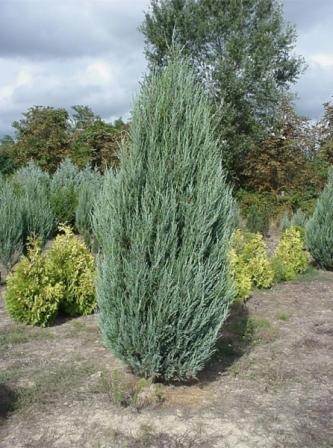 Juniperus-virginiana-1