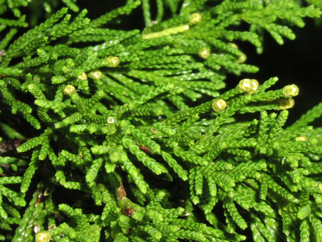 Juniperus-virginiana-4