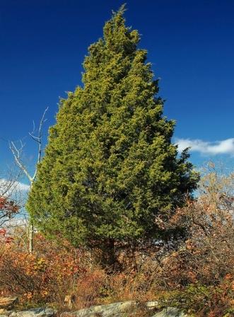Juniperus-virginiana-5