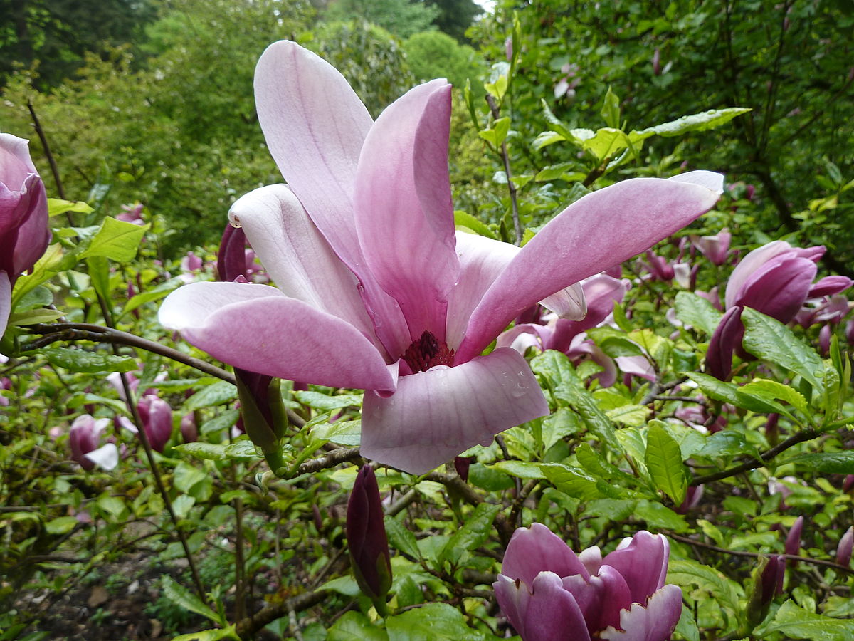 Magnolia-Liliiflora