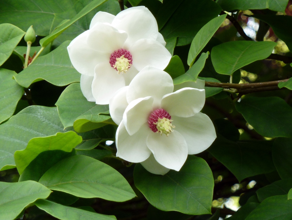 Magnolia-sieboldii