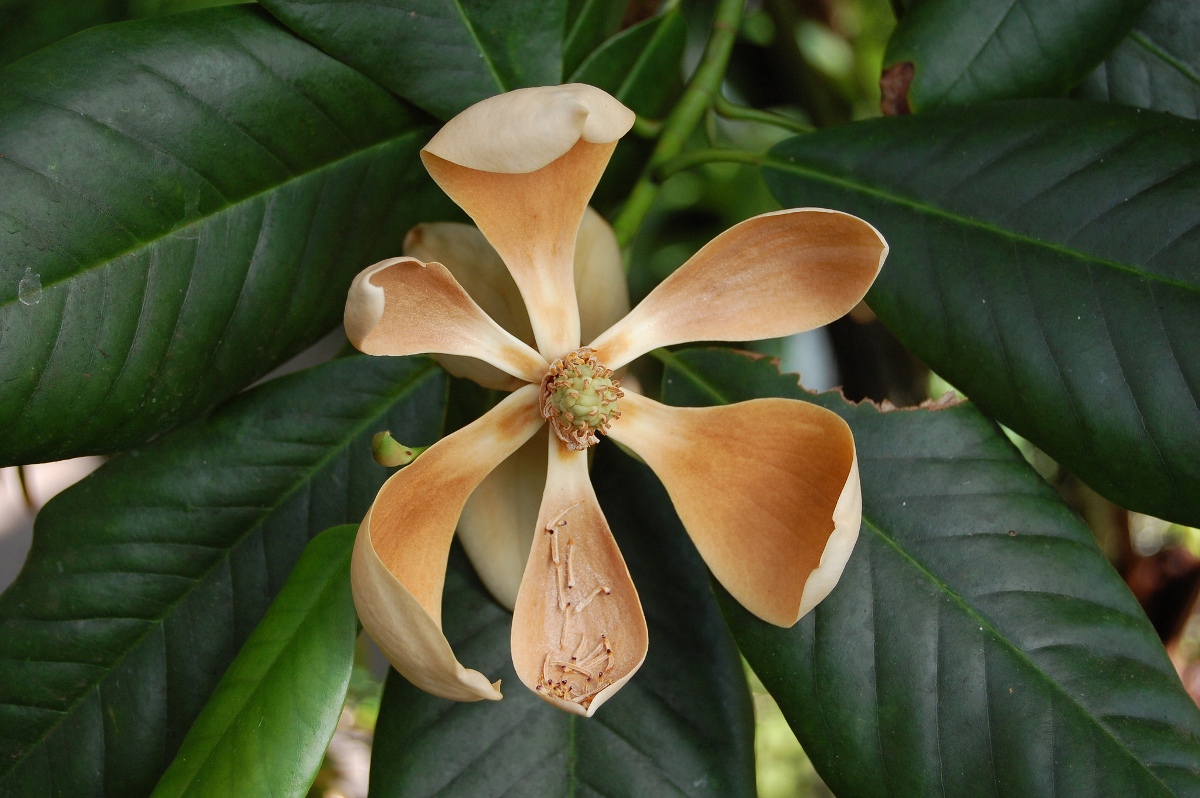 Magnolia_guatemalensis1