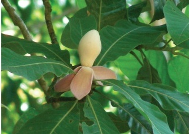 Magnolia_hodgsonii2