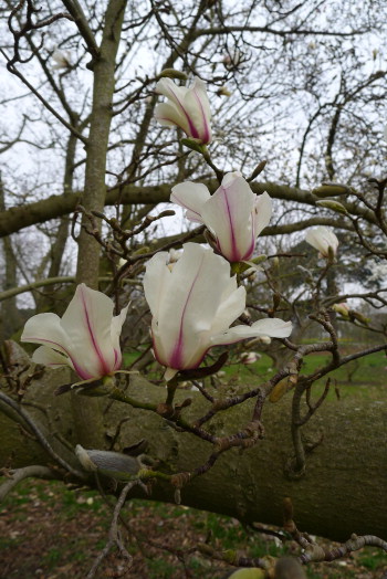 Magnolia_kewensis1