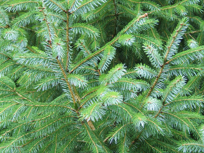 Picea_brachytyla_3
