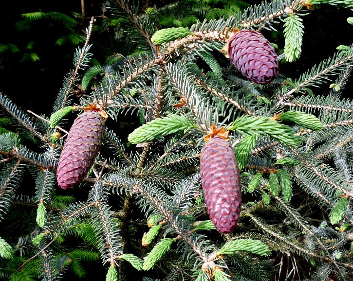 Picea_likiangensis_1