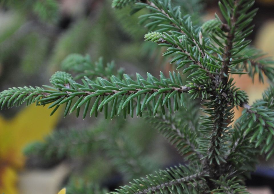Picea_likiangensis_7