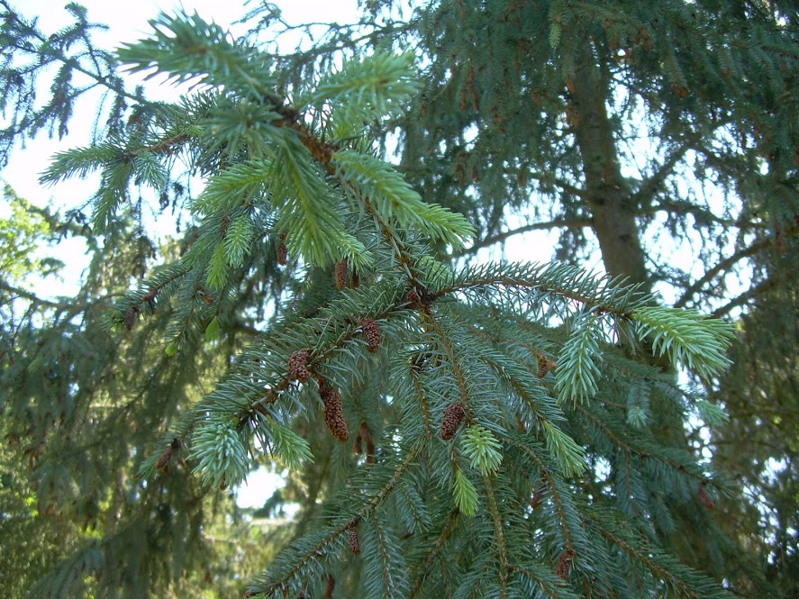 Picea engelmannii subsp mexicana