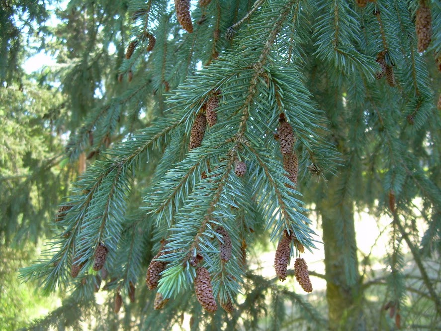 Picea engelmannii subsp mexicana