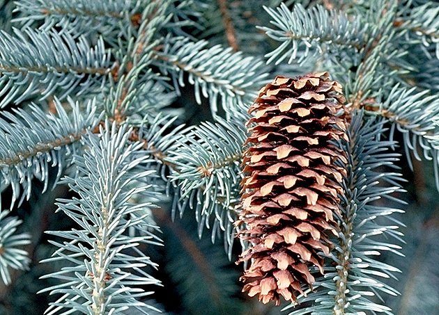Picea_pungens_3