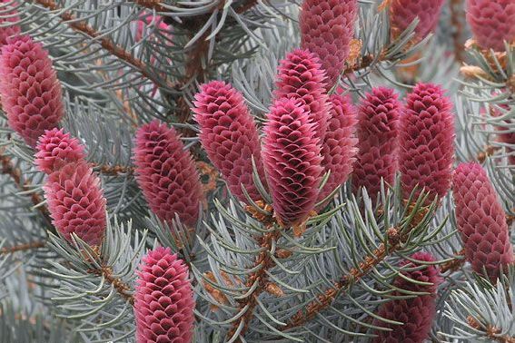 Picea_pungens_5