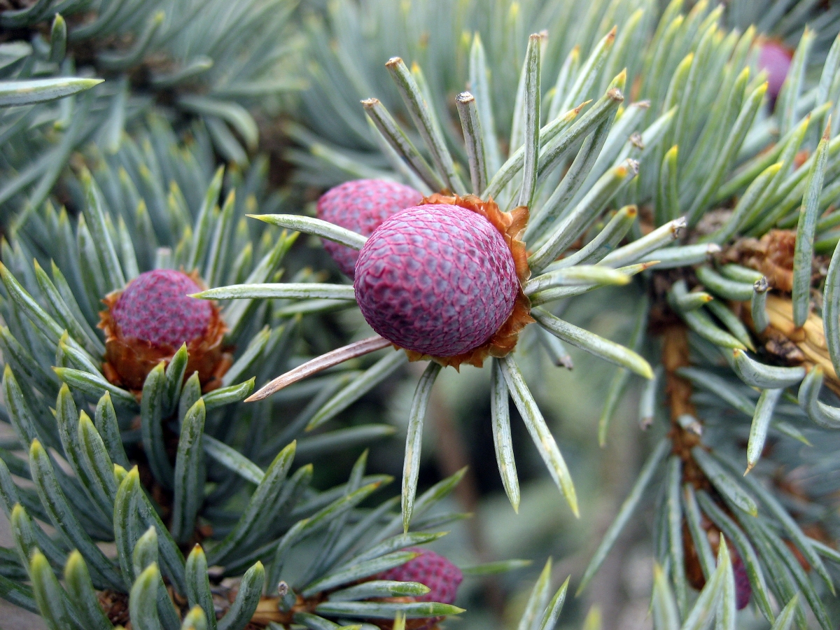 Picea_pungens_Koster