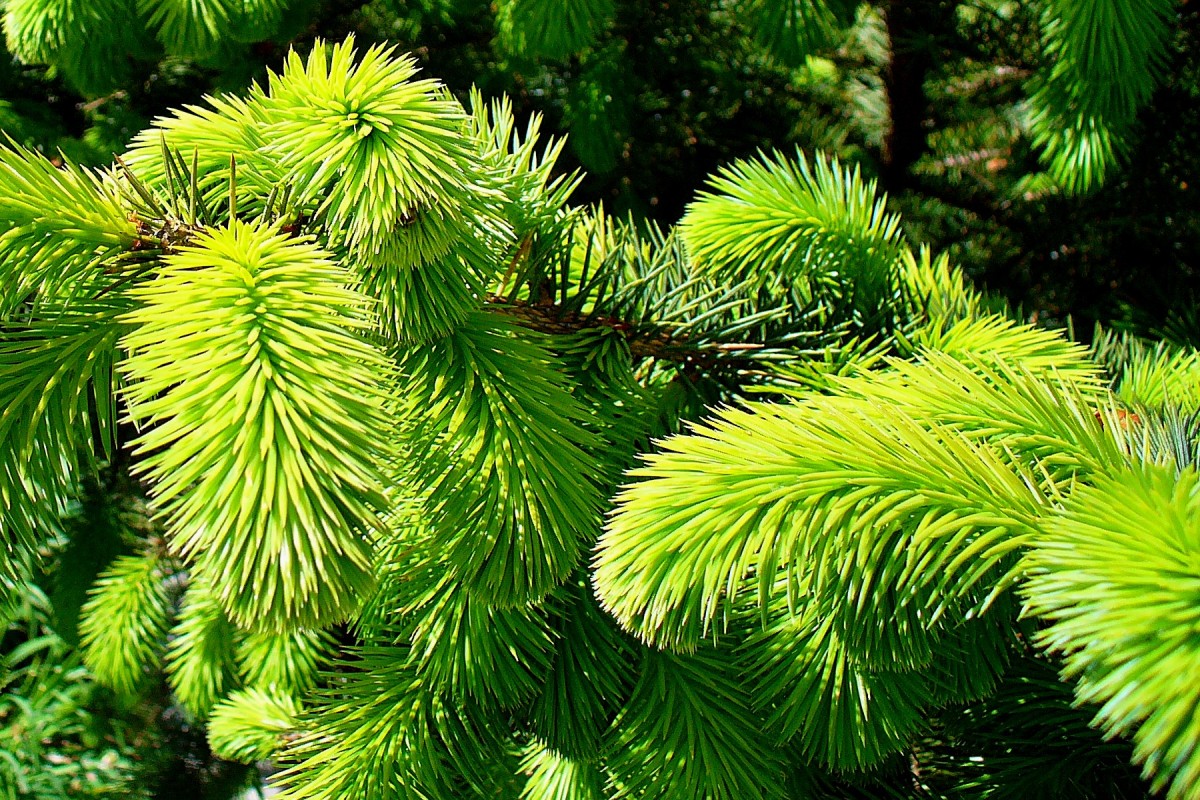 Picea_sitchensis_2