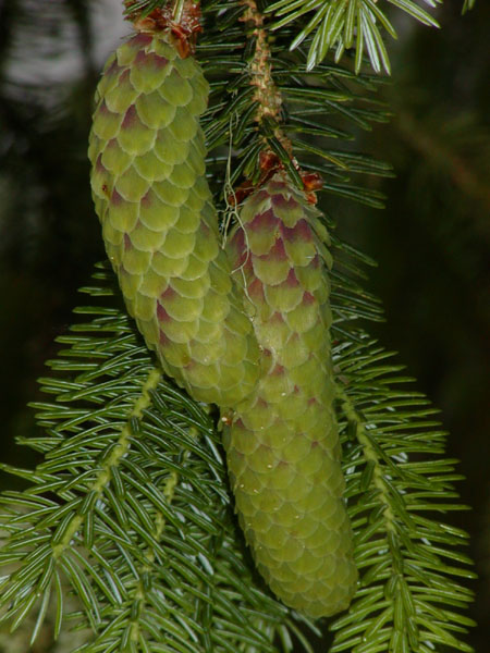 Picea_sitchensis_6