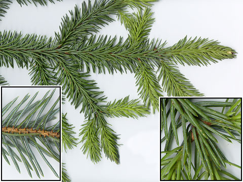 Picea_sitchensis_8