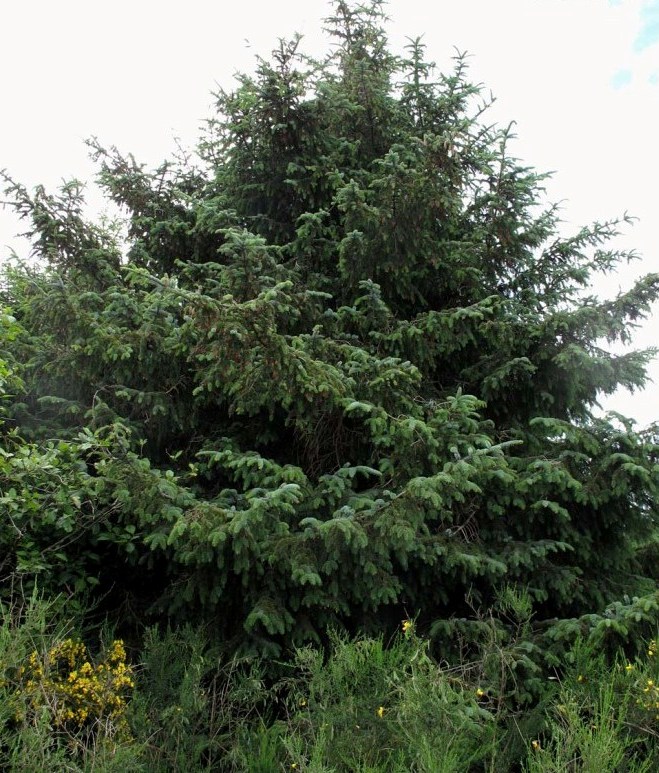 Picea_sitchensis_9