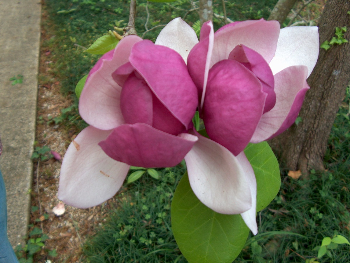 magnolia_soulangeana_lennei
